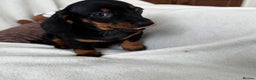 Dachshund dogs for sale: Mini smooth coat dachshunds  - Advert 11