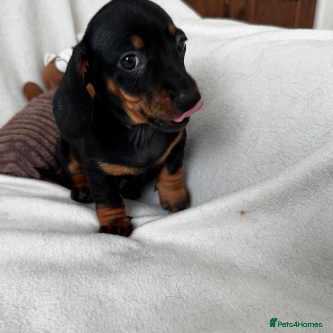 Dachshund dogs for sale: Mini smooth coat dachshunds  - Advert 11