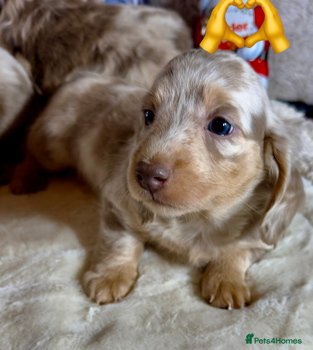 Miniature Dachshund dogs for sale: Dachshund miniature long hair - Advert 9