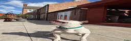 Staffordshire Bull Terrier dogs for stud: 🏆 KAIak – StaffValor | STUD DOG - Advert 4