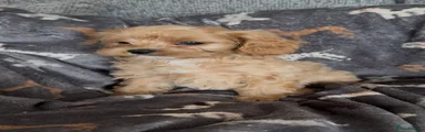 Cavapoo Puppy 1