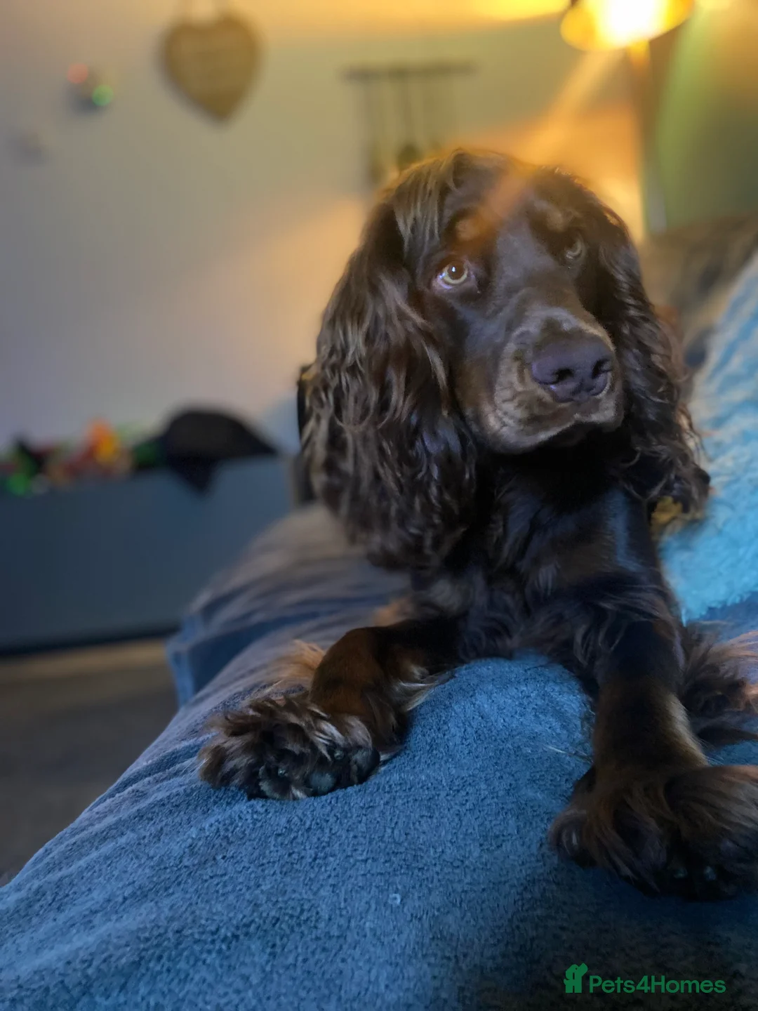 Cocker Spaniel dogs for sale: 1 year old male cocker spaniel in Corby - Advert 6
