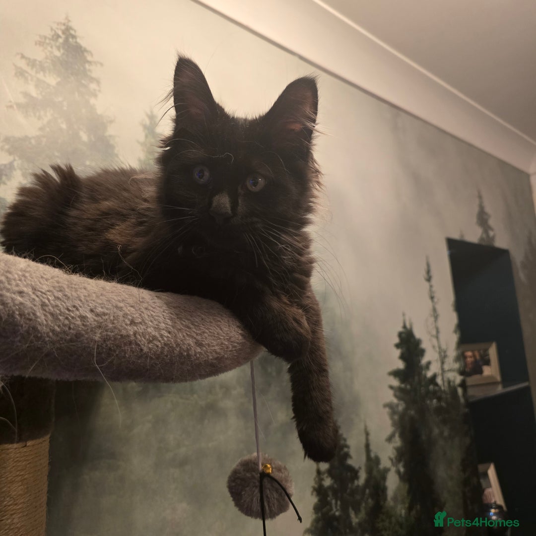 Maine Coon cats for sale: Last gorgeous Maine Coon  - Advert 14