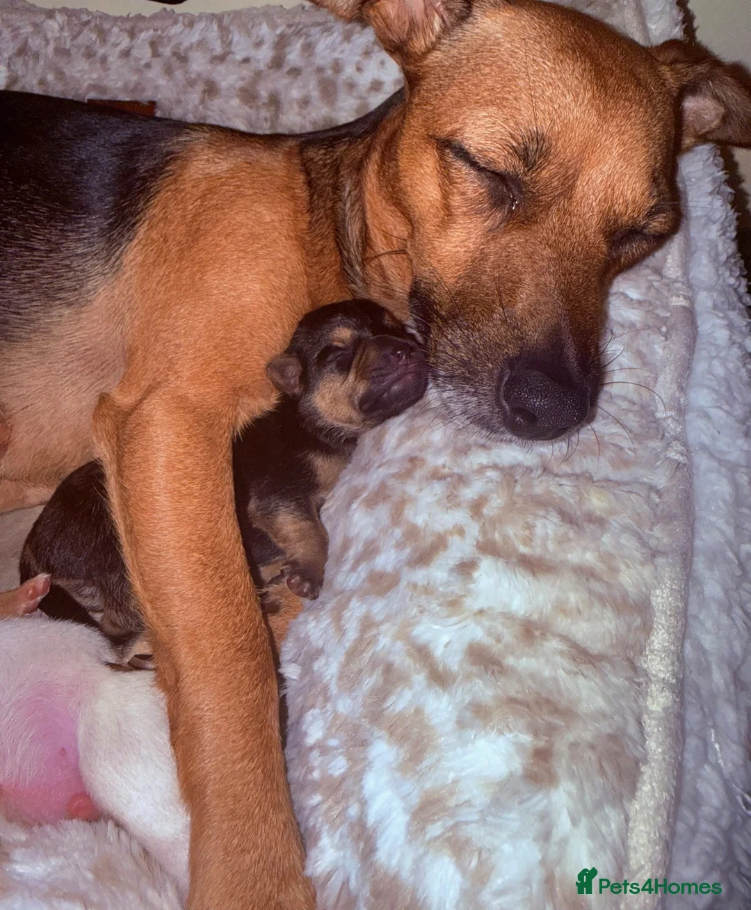 Jack Chi dogs for sale: Beautiful puppy’s  - Advert 2