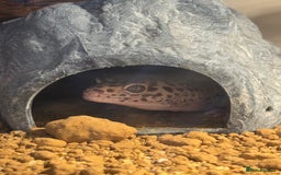Gecko reptiles for sale: Leopard gecko with full setup - Image 3