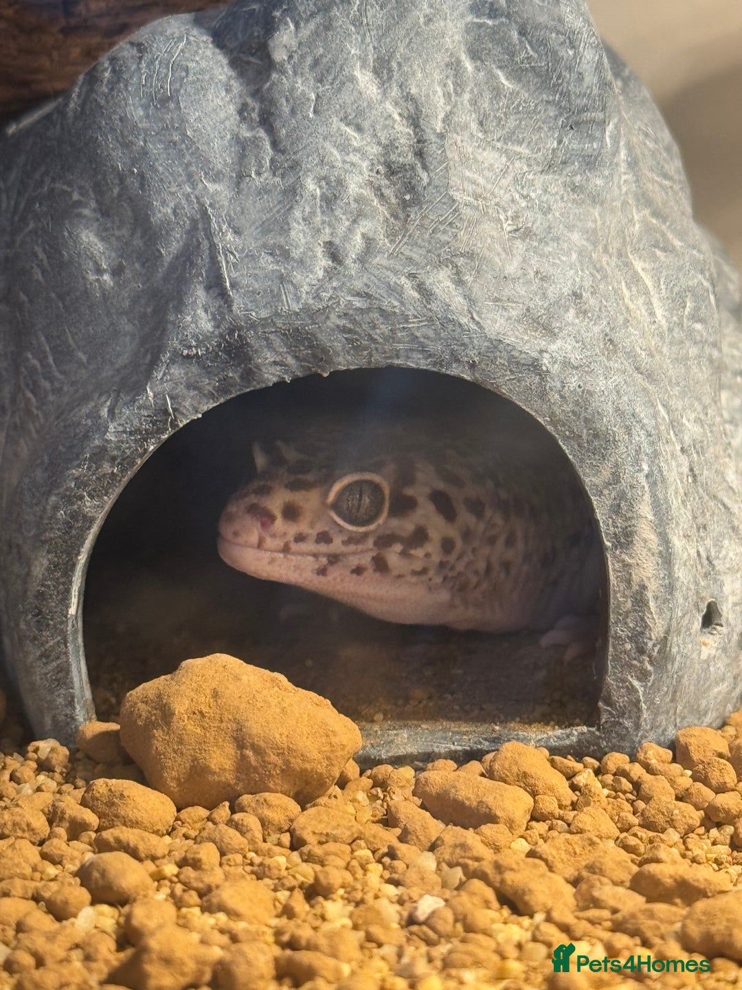 Gecko reptiles for sale: Leopard gecko with full setup - Image 3