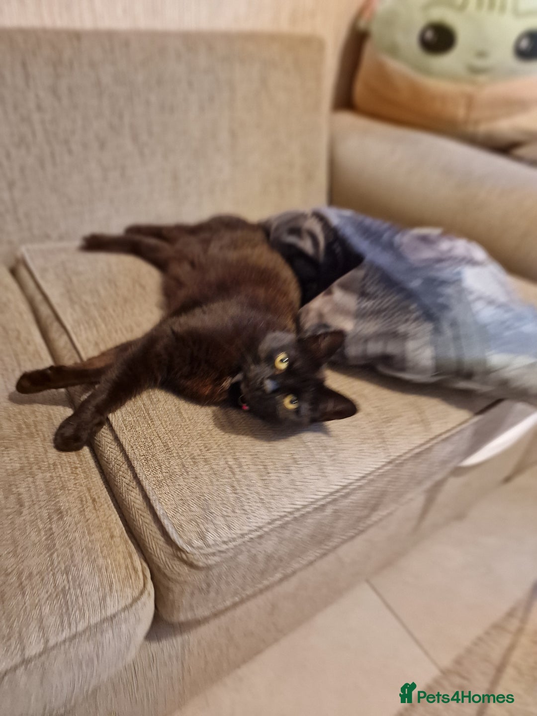 Mixed Breed cats for sale: Cat for rehoming - Advert 1