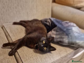 Mixed Breed cats Cat for rehoming - Advert 16