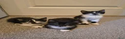 Mixed Breed cats for sale: 3 cute kittens (1 boy,2 girls) - Advert 2