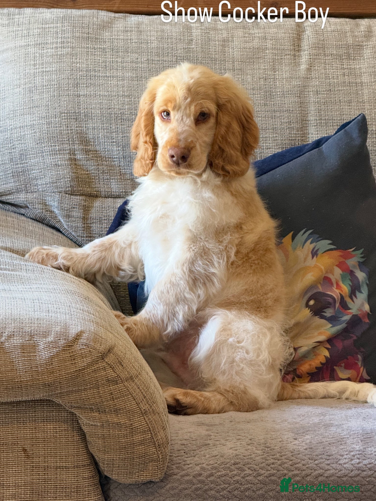 Cocker Spaniel dogs Stunning Show Cocker Spaniels  ready now  - Advert 2