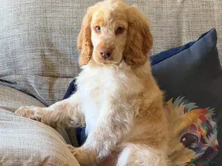 Cocker Spaniel dogs Stunning Show Cocker Spaniels ready now - Advert 2