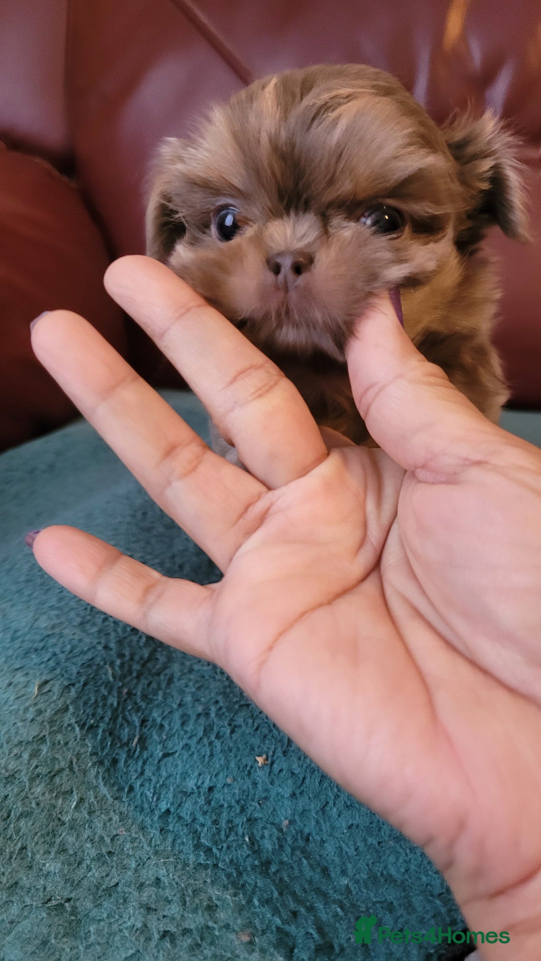 Shih Tzu dogs for sale: Three stunning KC Lavender/dobie Imperial ShihTzu - Advert 13