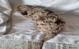 Cockapoo dogs for sale: red sable merle boy left 💜 - Image 7