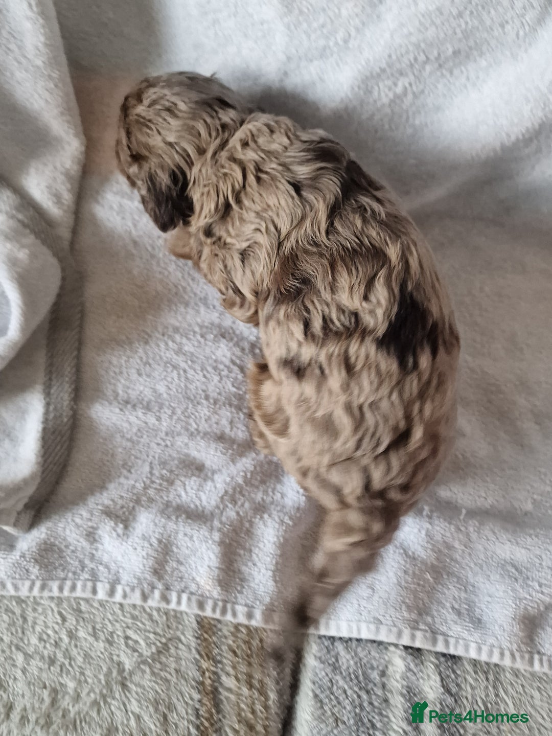 Cockapoo dogs for sale: red sable merle boy left 💜 - Image 7