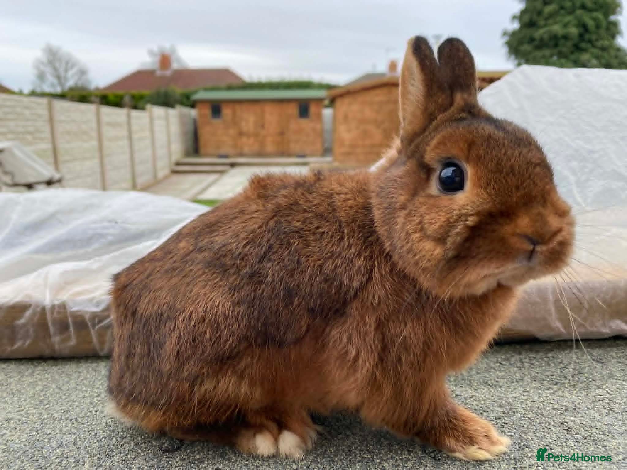 Netherland Dwarf rabbits netherland dwarfs ...8 weeks old..middlesbrough - Advert 4