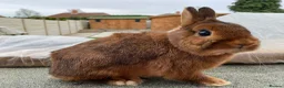 Netherland Dwarf rabbits for sale: netherland dwarfs ...8 weeks old..middlesbrough in Middlesbrough - Advert 1
