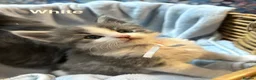 Maine Coon cats for sale: Maine Coon x Persian/Ragdoll Mix - Advert 4