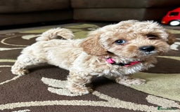 Poochon dogs for sale: Absolutely amazing Poochon Puppies - Image 23