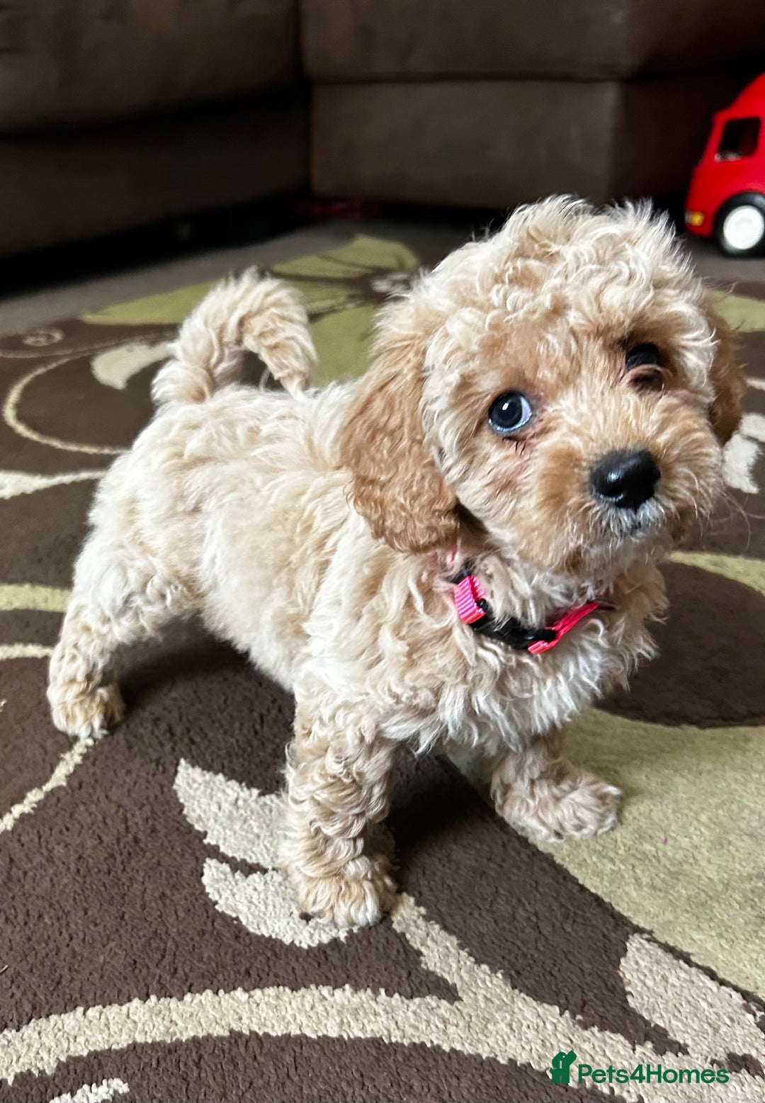 Poochon dogs for sale: Absolutely amazing Poochon Puppies - Image 23