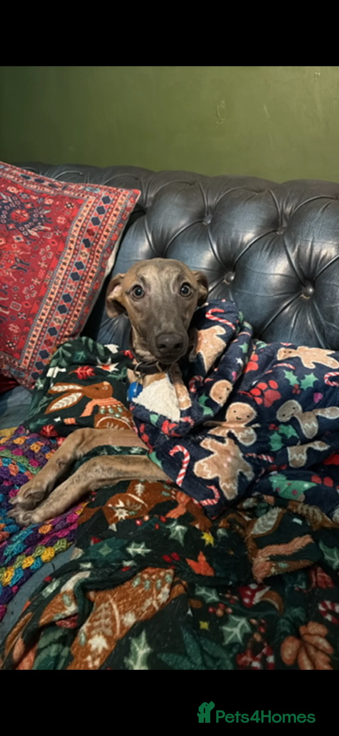 Whippet dogs for sale: Male KC reg whippet - Advert 2