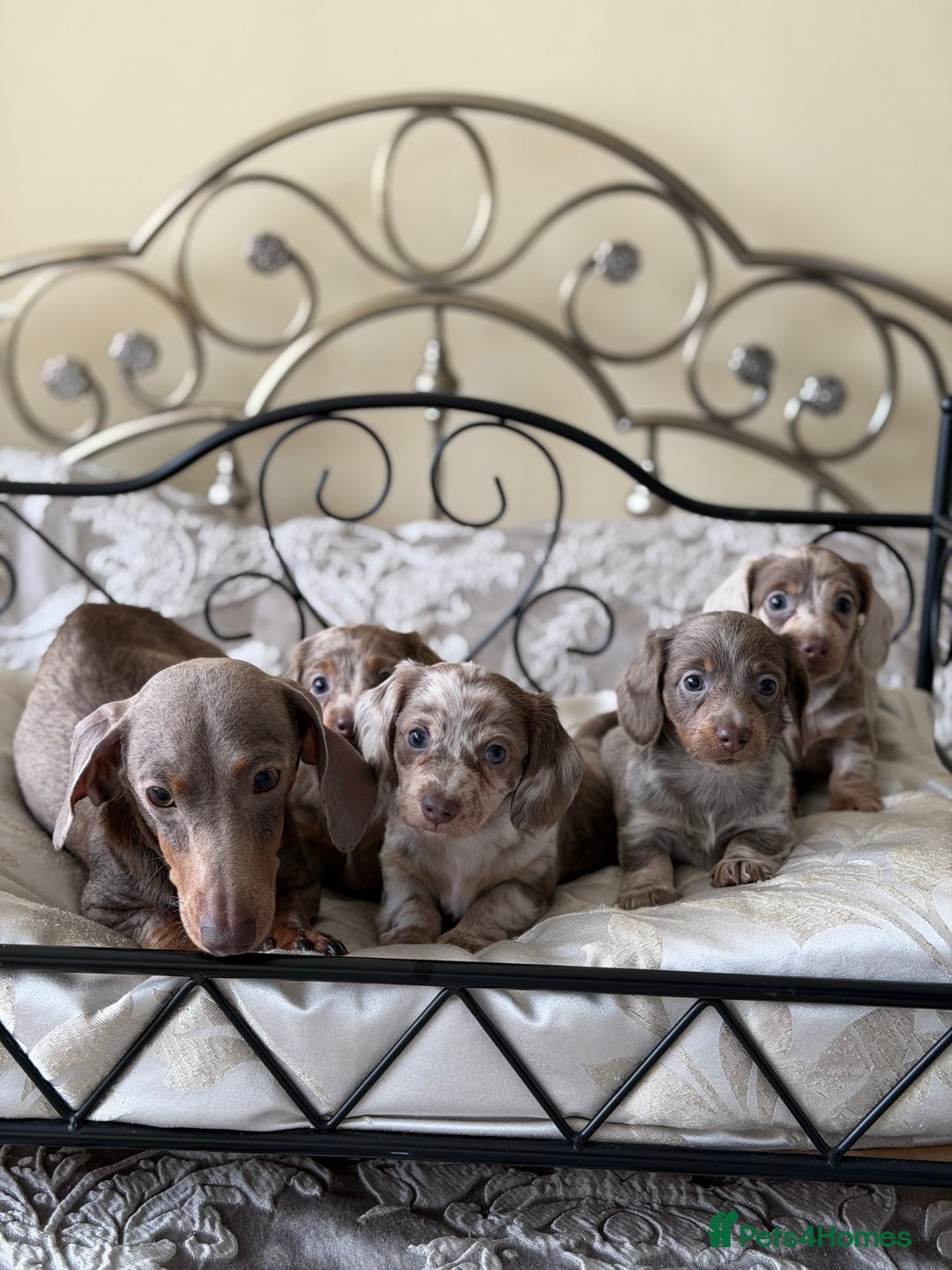 Miniature Dachshund dogs for sale: Miniature dachshund puppies - Advert 9