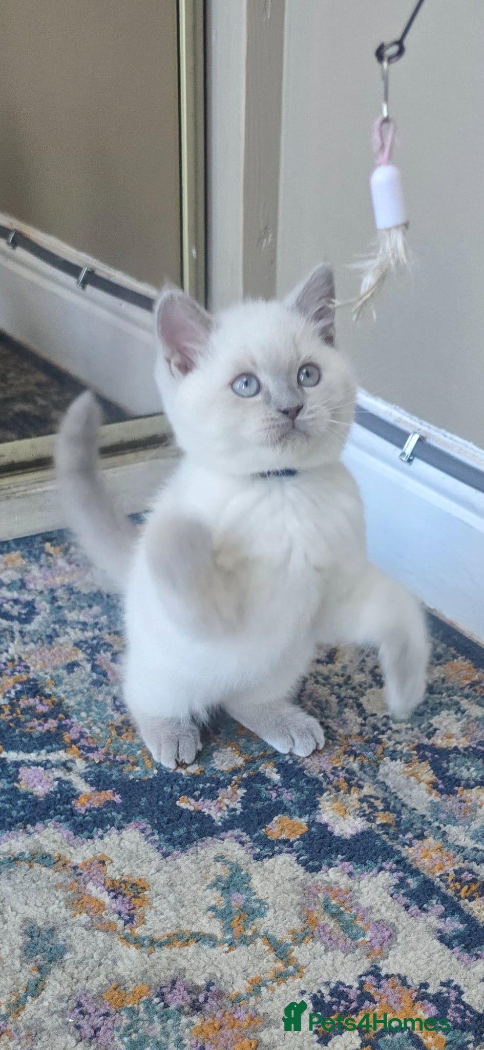 British Shorthair cats Gorgeous Cute British Short Hair Kittens - Advert 1