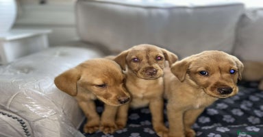 Labrador Retriever dogs - Advert 13
