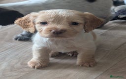 Cocker Spaniel dogs for sale: 2 x BOYS - KC Reg Working Cocker Spaniels - Image 27