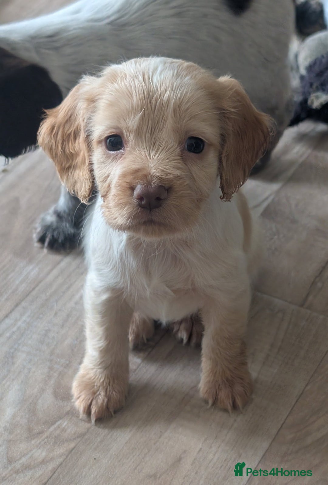 Cocker Spaniel dogs for sale: 2 x BOYS - KC Reg Working Cocker Spaniels - Image 27