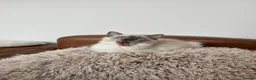 Ragdoll cats for sale: Ragdoll Kittens - Advert 8