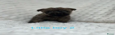 Cairn Terrier 3