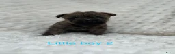 Cairn Terrier dogs for sale: Cairn terrier puppy’s  - Advert 3