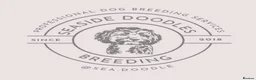 Cockapoo dogs for sale: Beautiful litter of cockapoo  - Advert 2