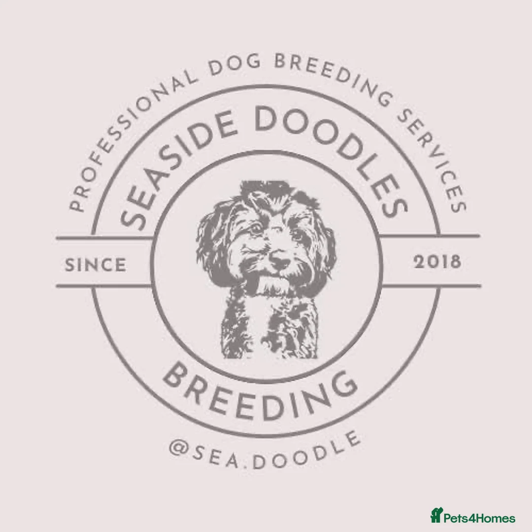 Cockapoo dogs for sale: Beautiful litter of cockapoo  - Advert 2