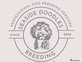 Cockapoo dogs waiting list due October - Advert 5