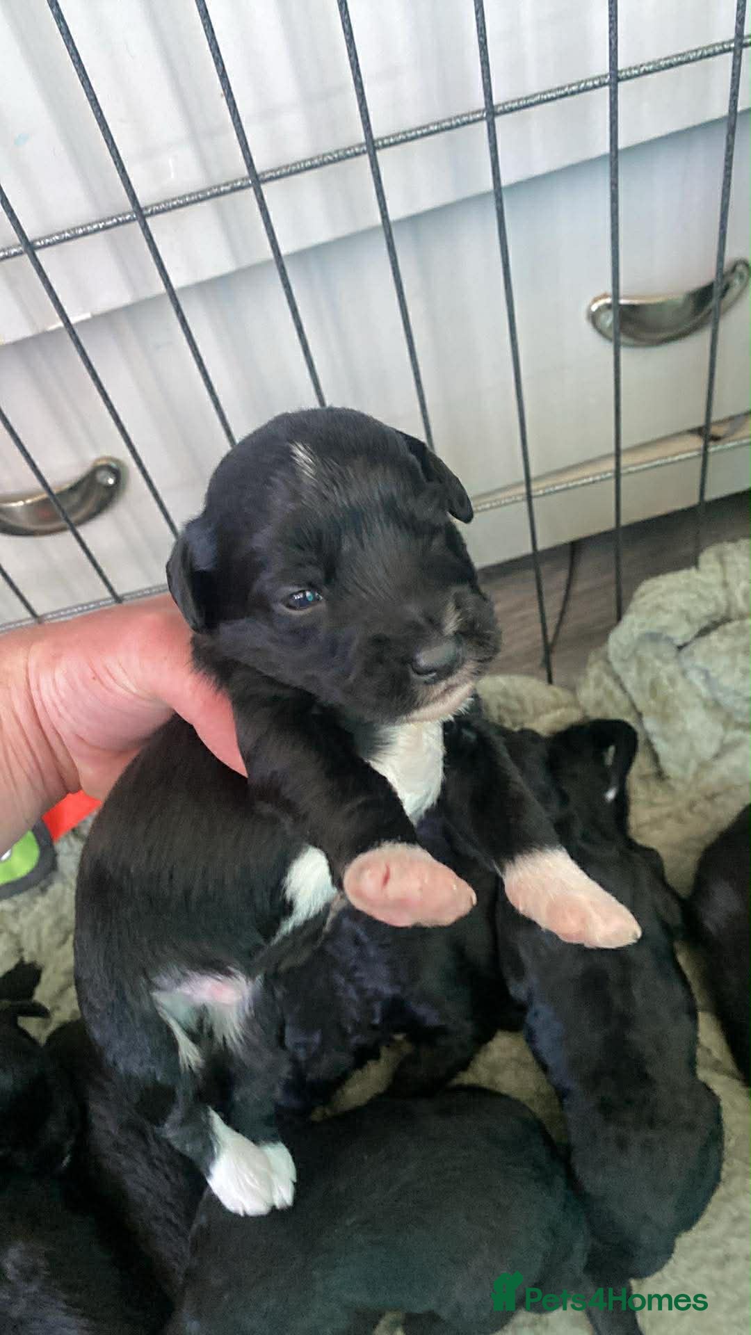 Mixed Breed dogs Whippet cross toy poodle   - Advert 4