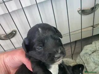 Mixed Breed dogs Whippet cross toy poodle - Advert 4