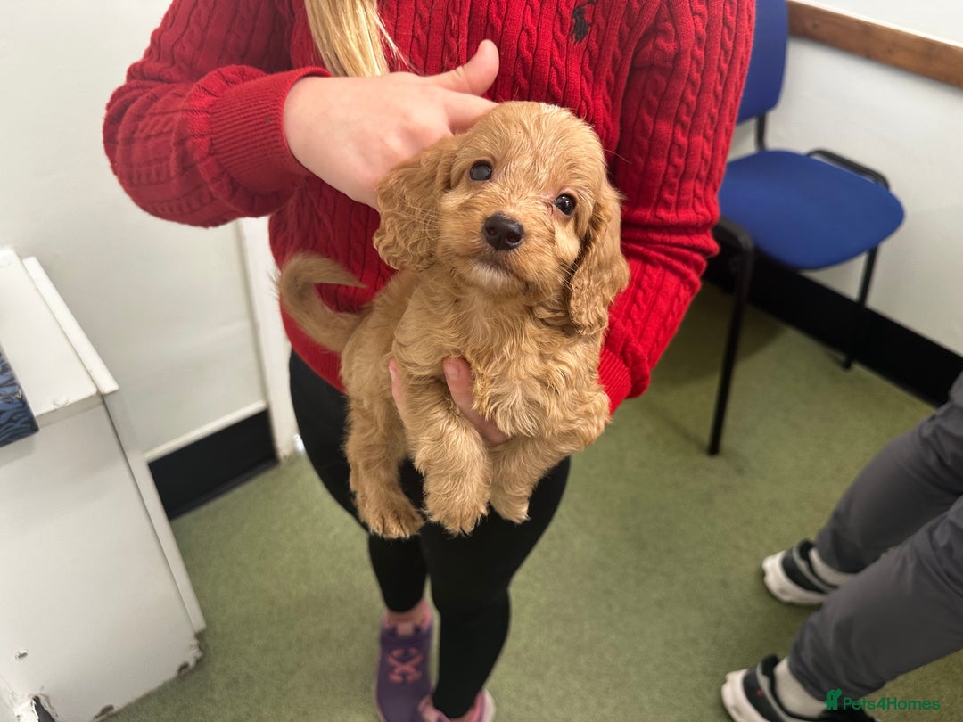Cockapoo dogs for sale: F1 cockapoo puppies ♥️💙 - Image 9