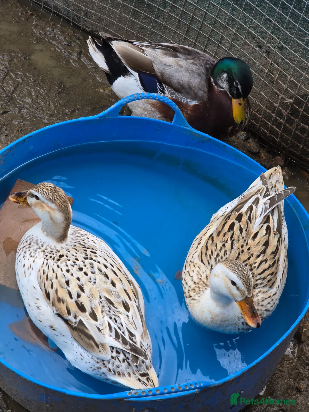 Ducks poultry for sale: Mini Silver Appleyard ducklings  - Advert 3