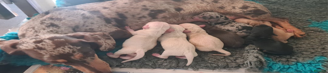 Miniature Dachshund Puppy 6