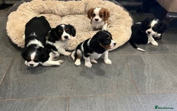 Cavalier King Charles Spaniel dogs for sale: Stunning Cavalier Puppies - Image 14