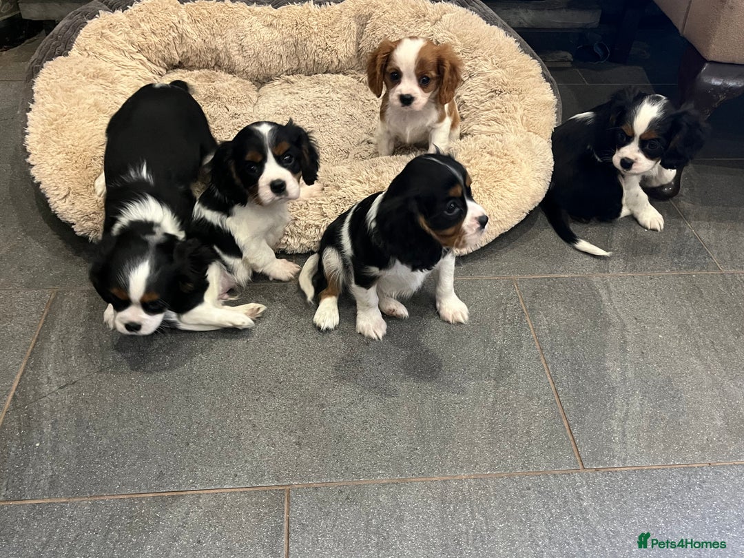 Cavalier King Charles Spaniel dogs for sale: Stunning Cavalier Puppies - Image 14
