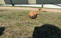 Labrador Retriever dogs for sale: Chunky Labrador puppy’s  - Image 3