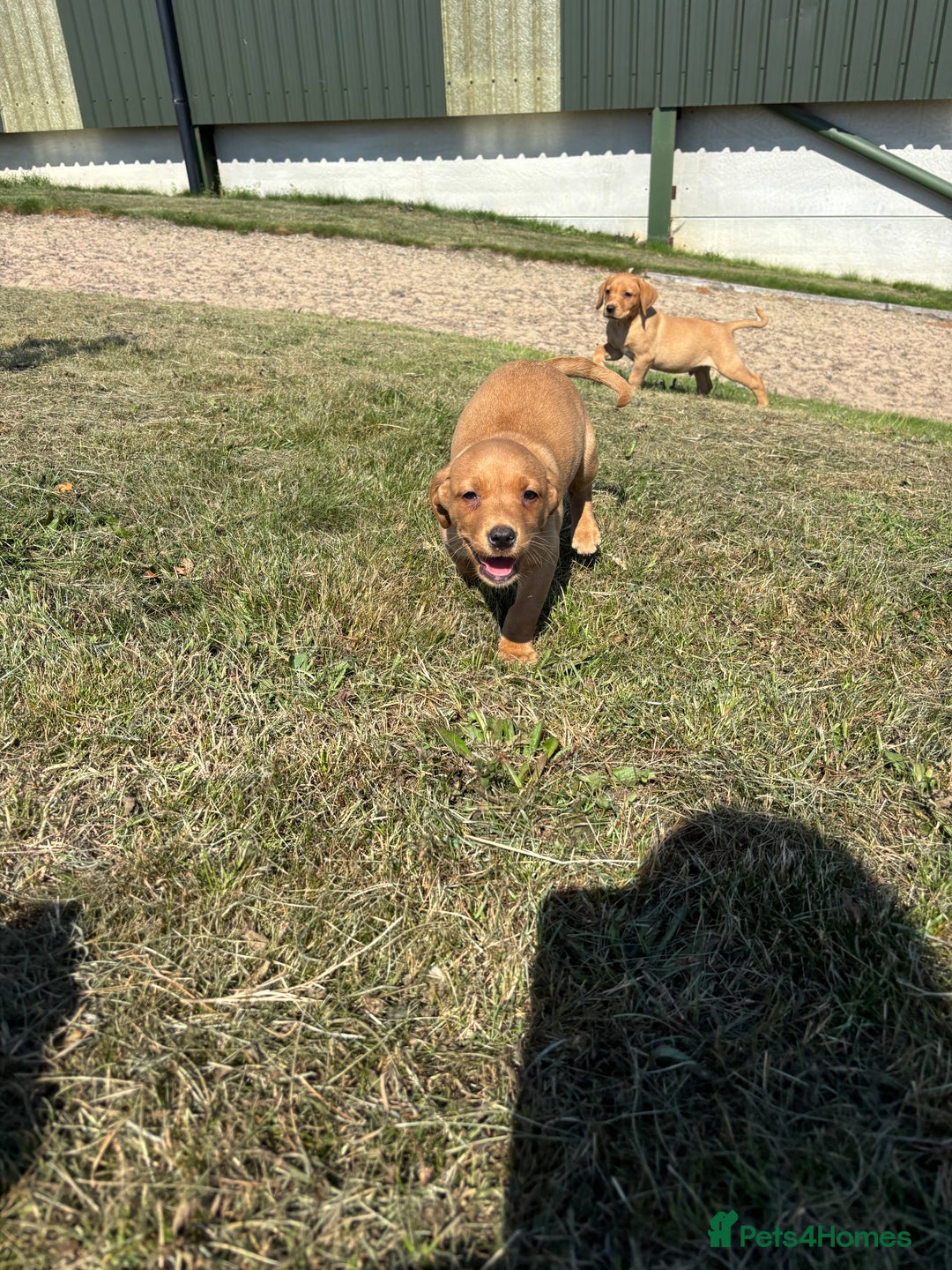 Labrador Retriever dogs for sale: Chunky Labrador puppy’s  - Image 3