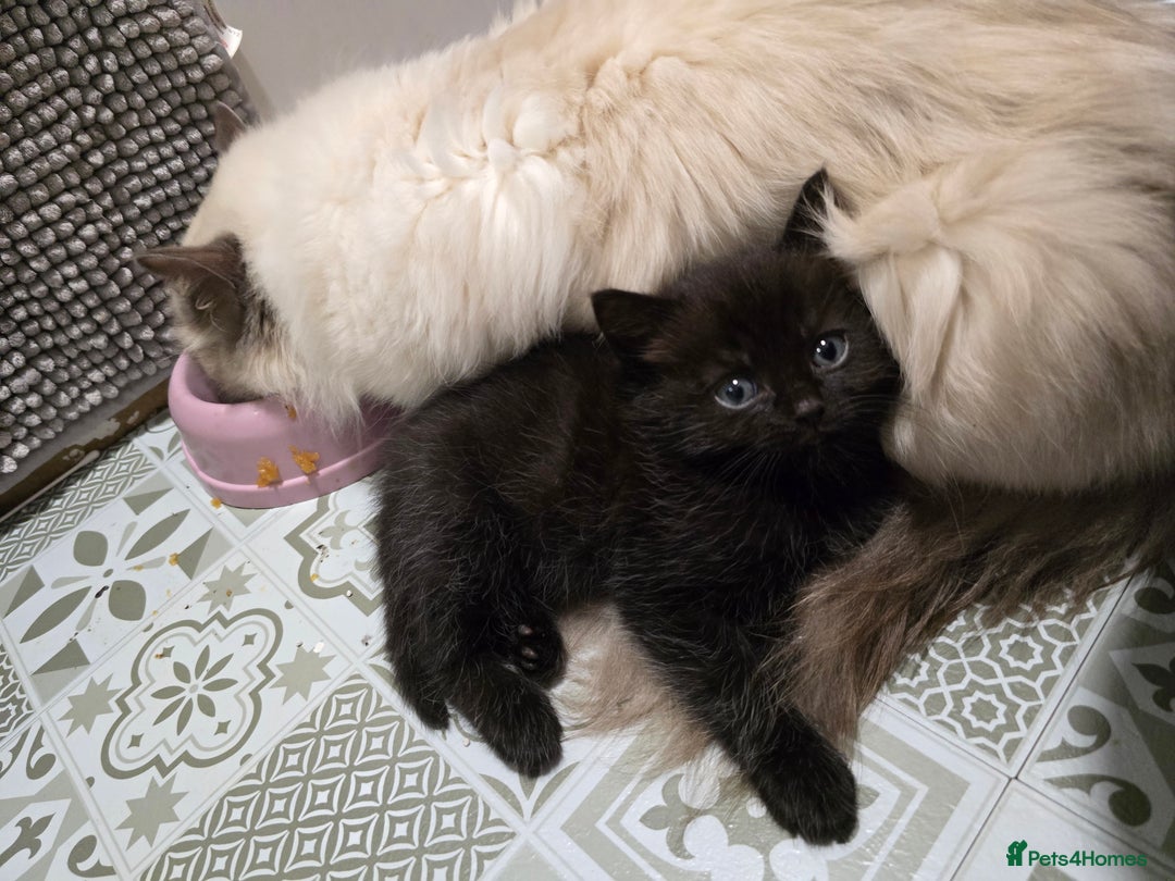 Ragdoll cats for sale: Gorgeous half ragdolls - Advert 8