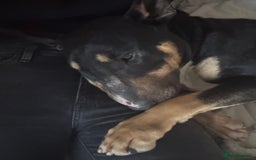 English Bull Terrier dogs for sale: Having to rehome my beloved ebt - Image 2