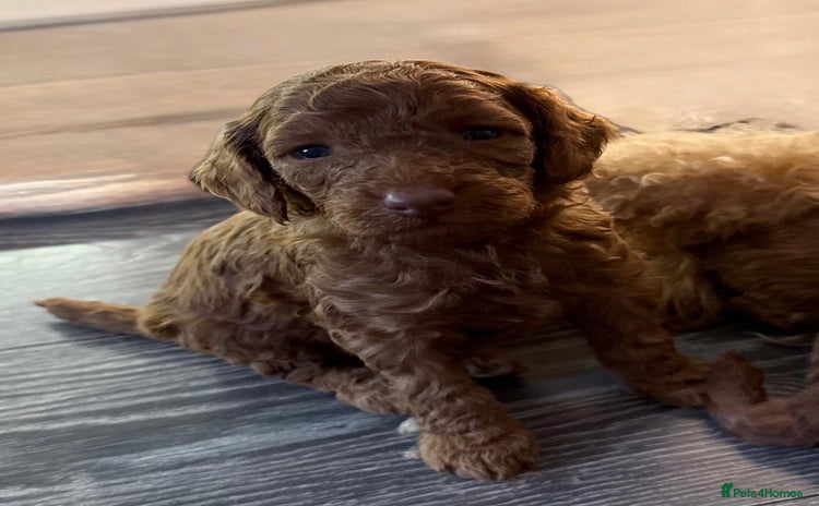 Cavapoo dogs - Advert 16