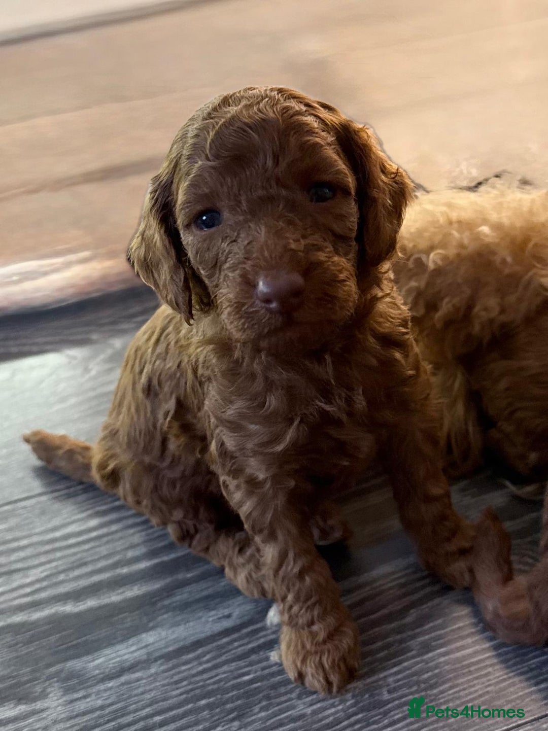 Cavapoo dogs for sale: F1b Cavapoo ALL PUPS NOW RESERVED  - Advert 2