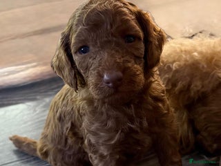 Cavapoo dogs - Advert 22