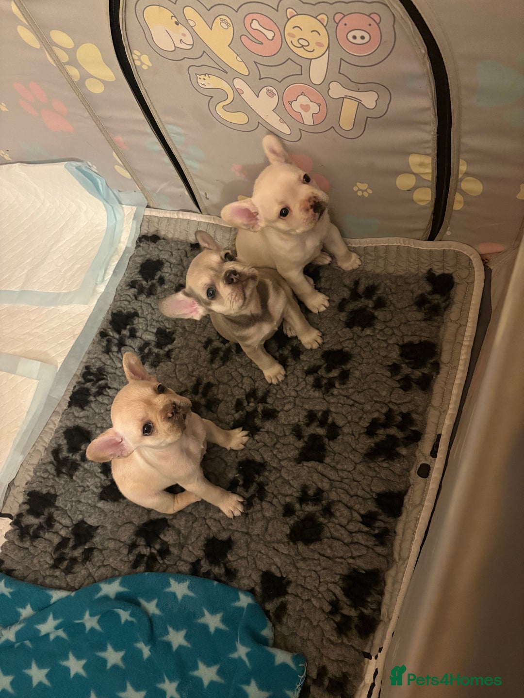 French Bulldog dogs for sale: 3 french bulldog girls  - Advert 4